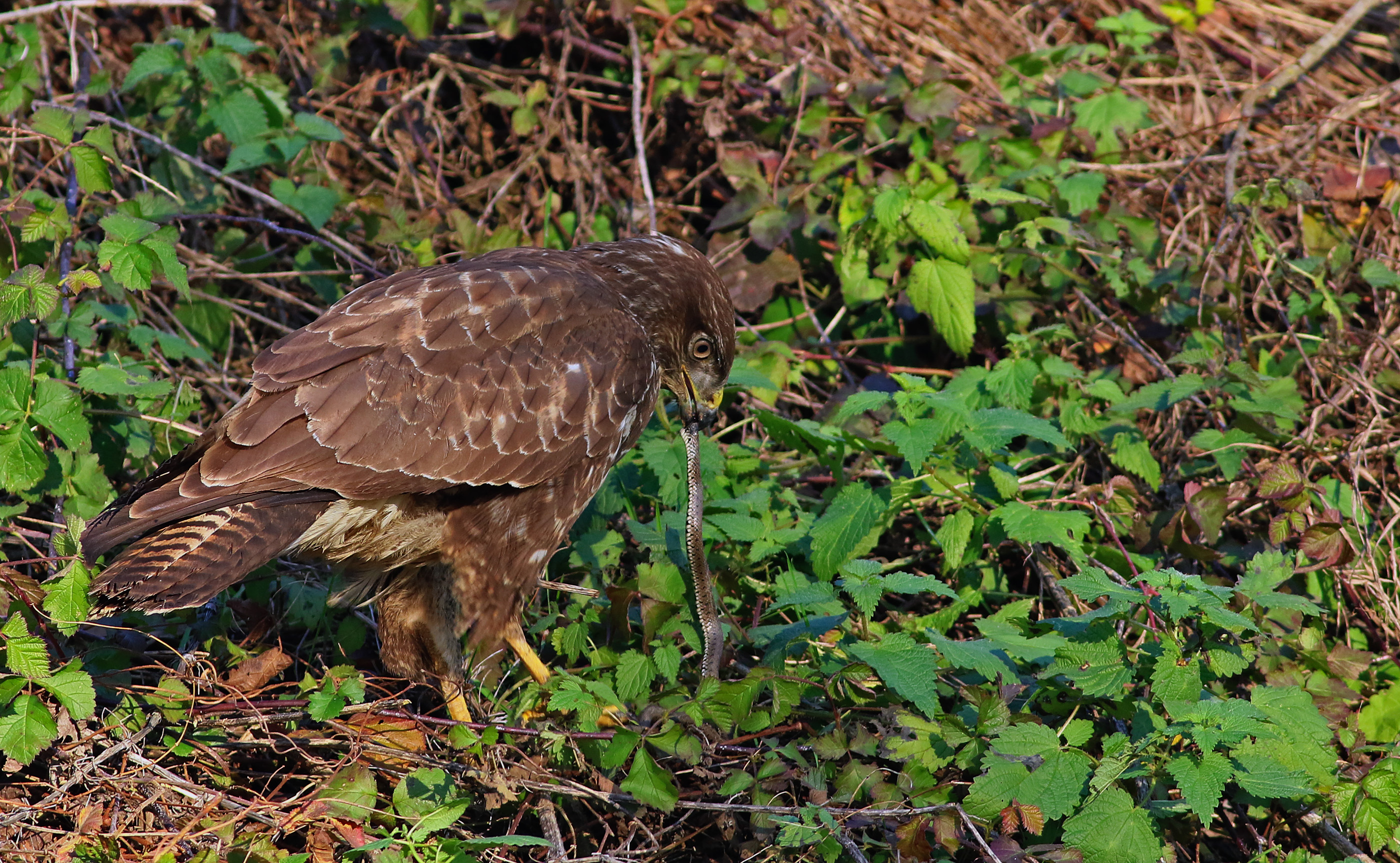 Common Buzzard — Ana fotoğraf